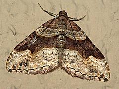 Geometrid Moth